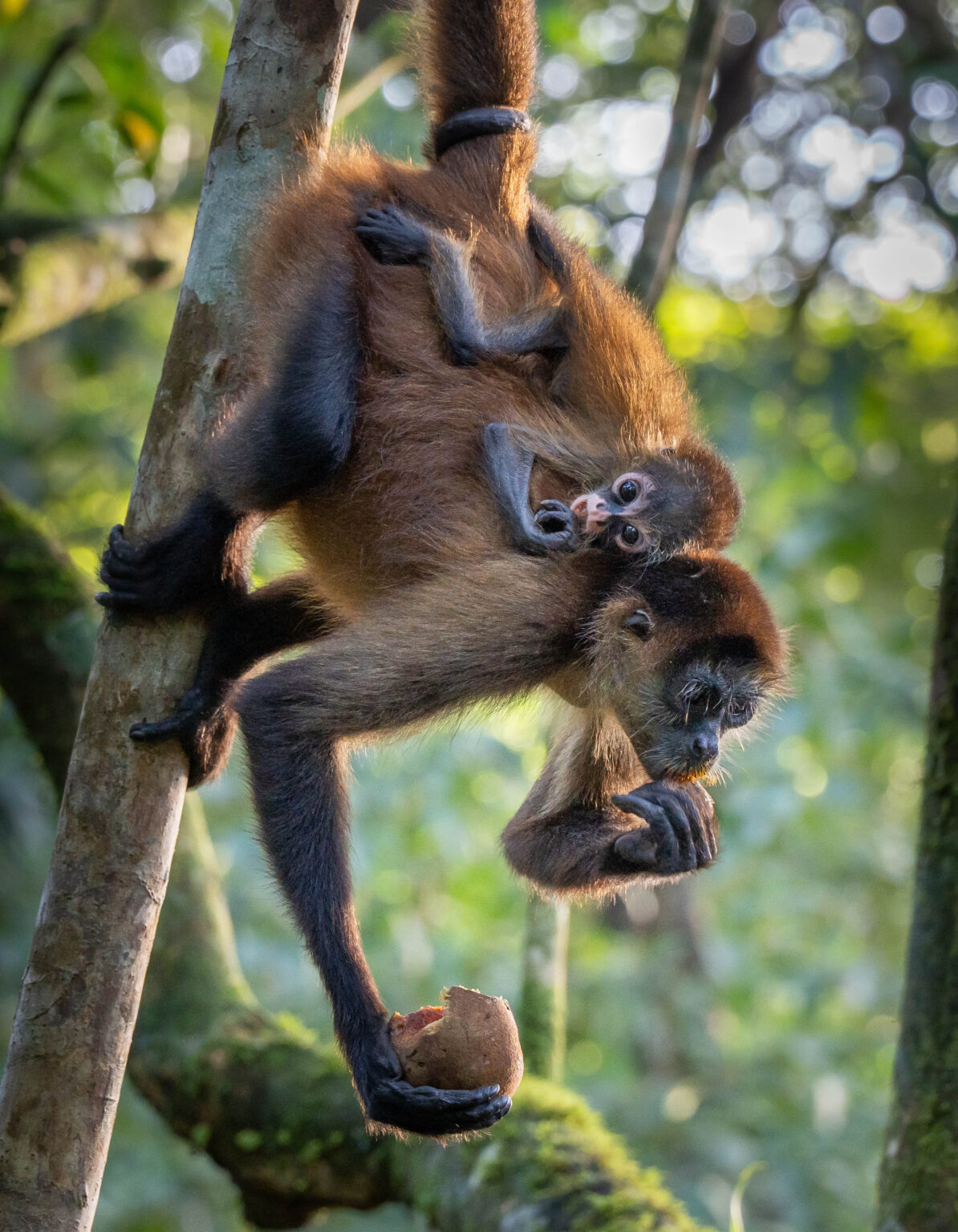 Spider Monkey with Baby