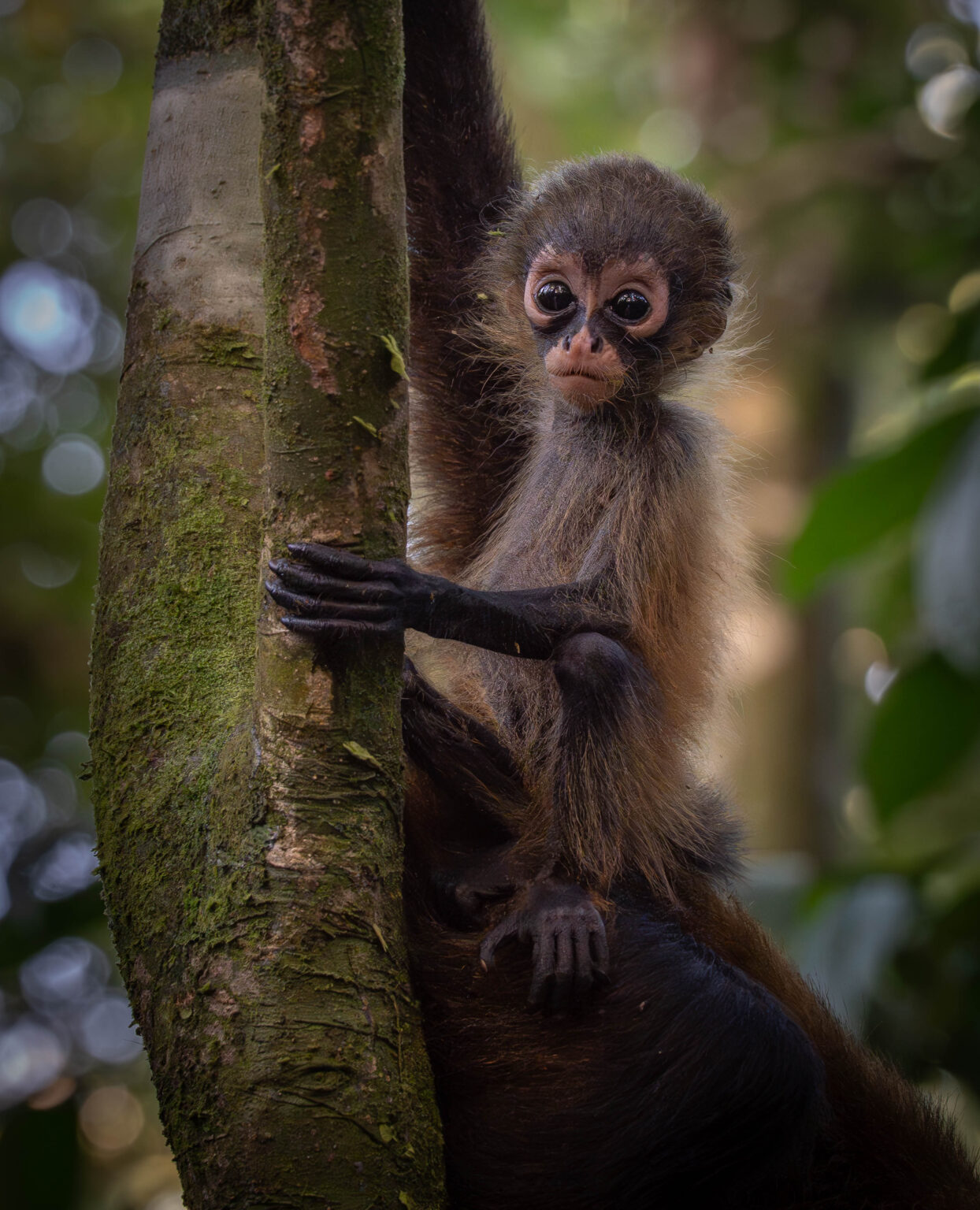 Monkey