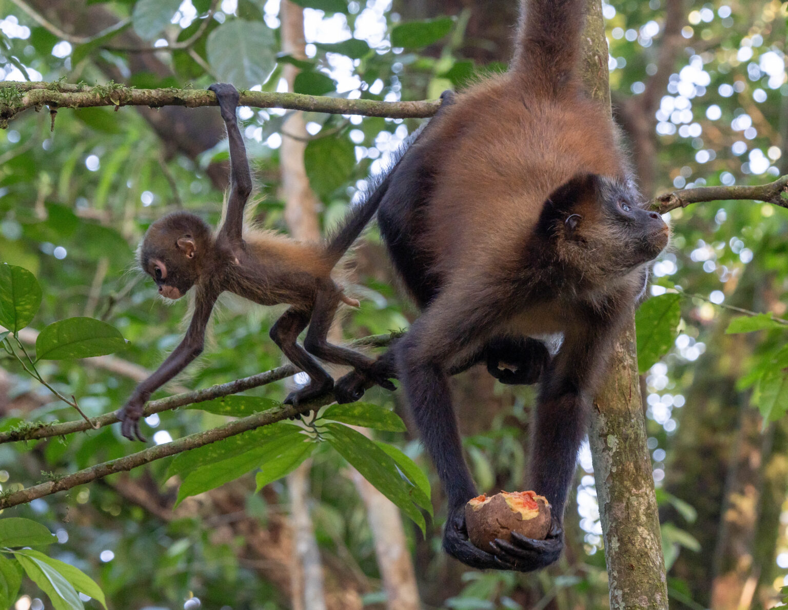 Spider Monkey with Baby