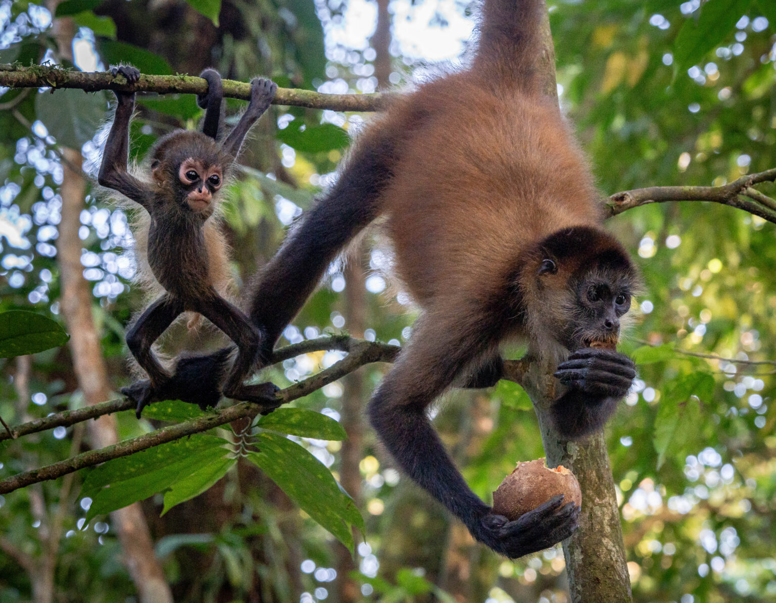 Spider Monkey with Baby