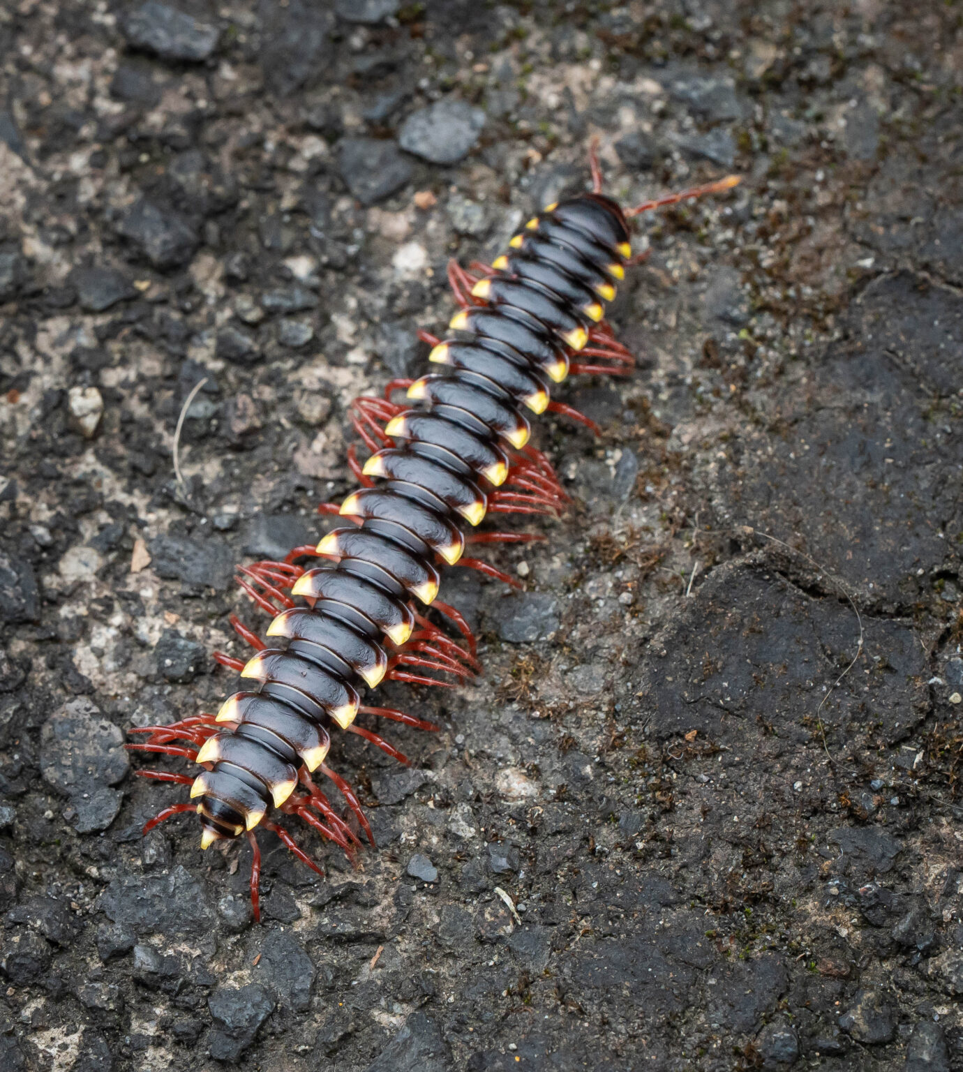 Millipede - Apheloria Corrugata