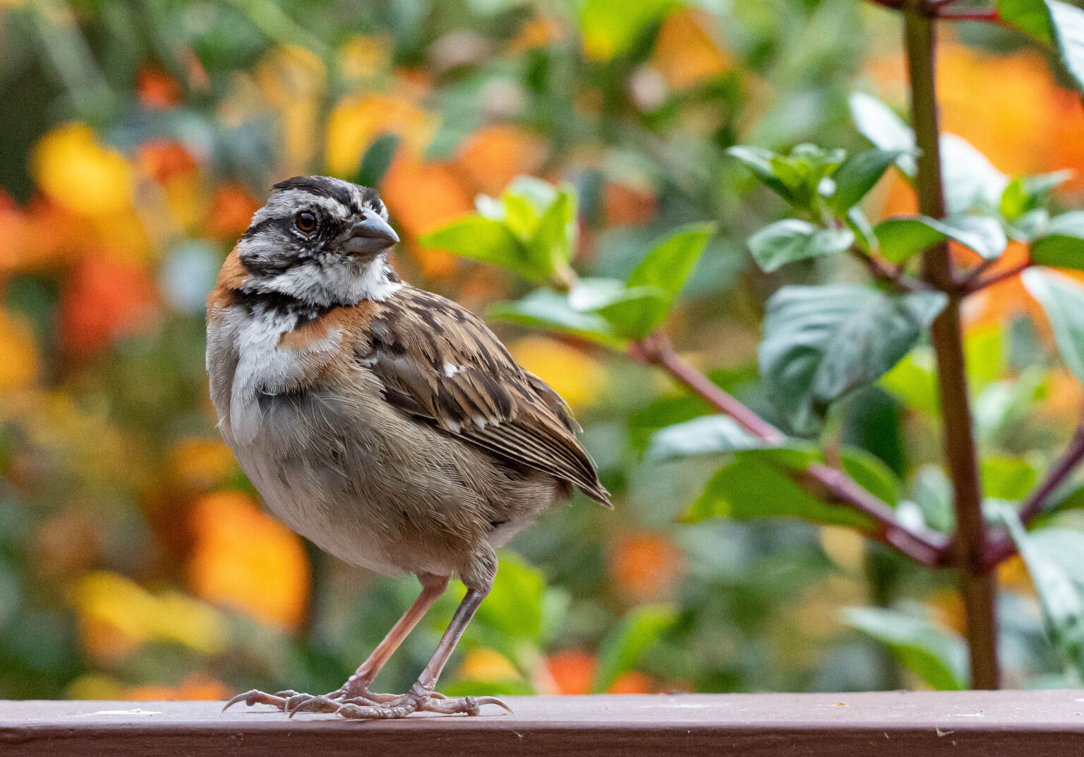  Rufous-Collared Sparrow