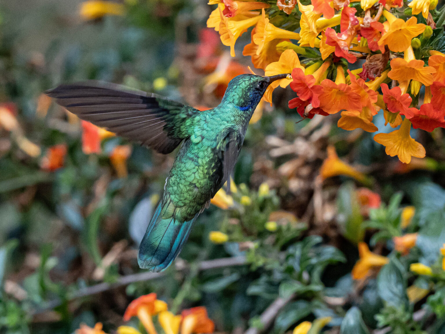 Lesser Violetear Hummingbird