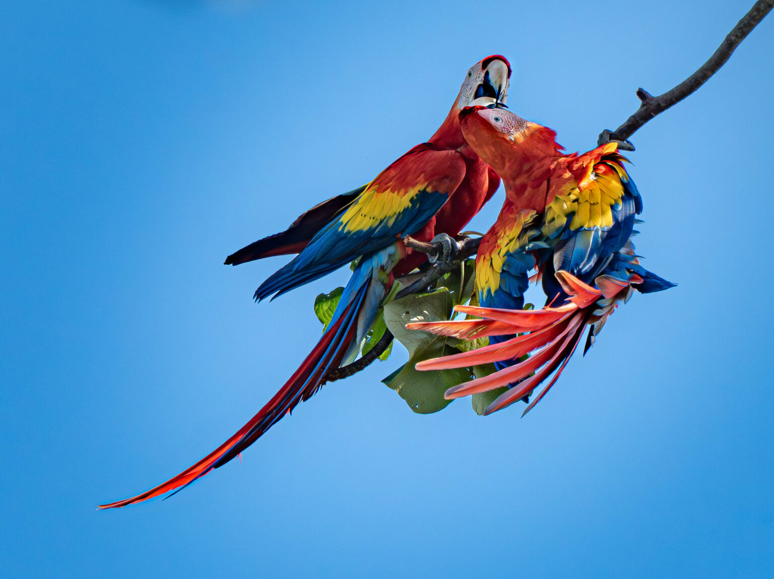 Macaws