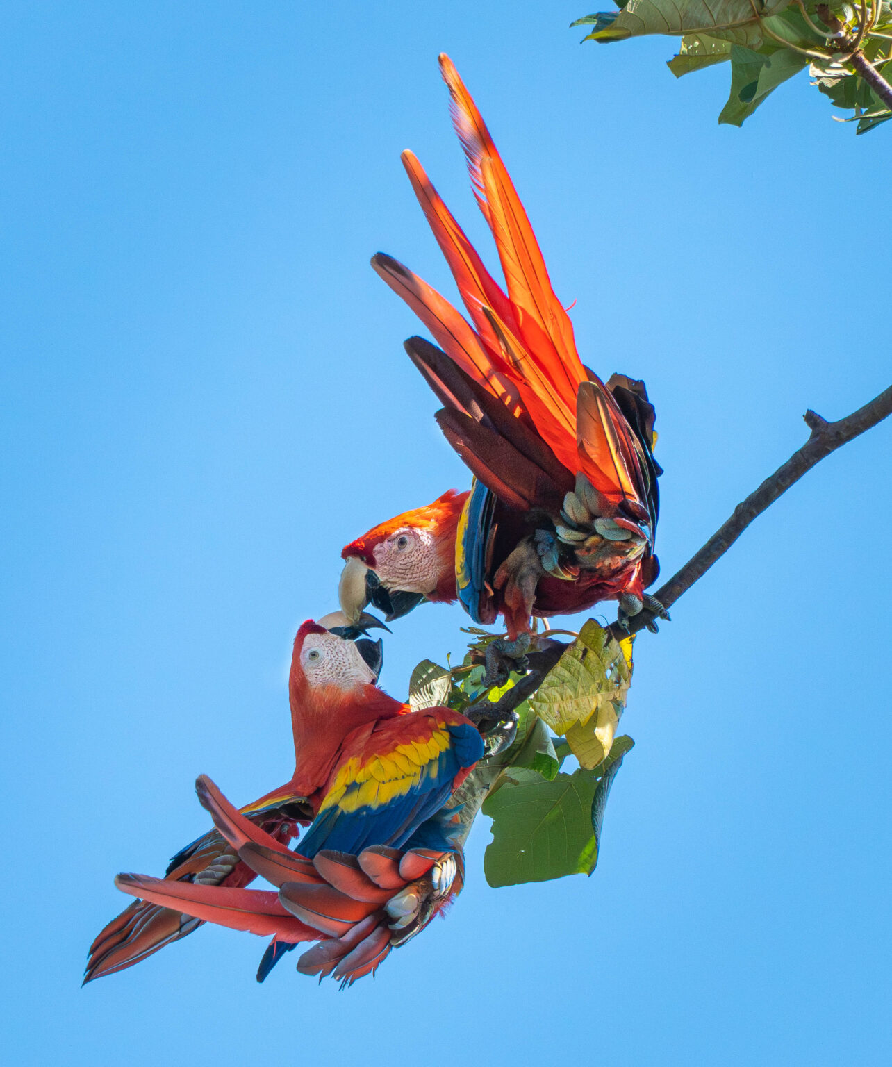 Macaws