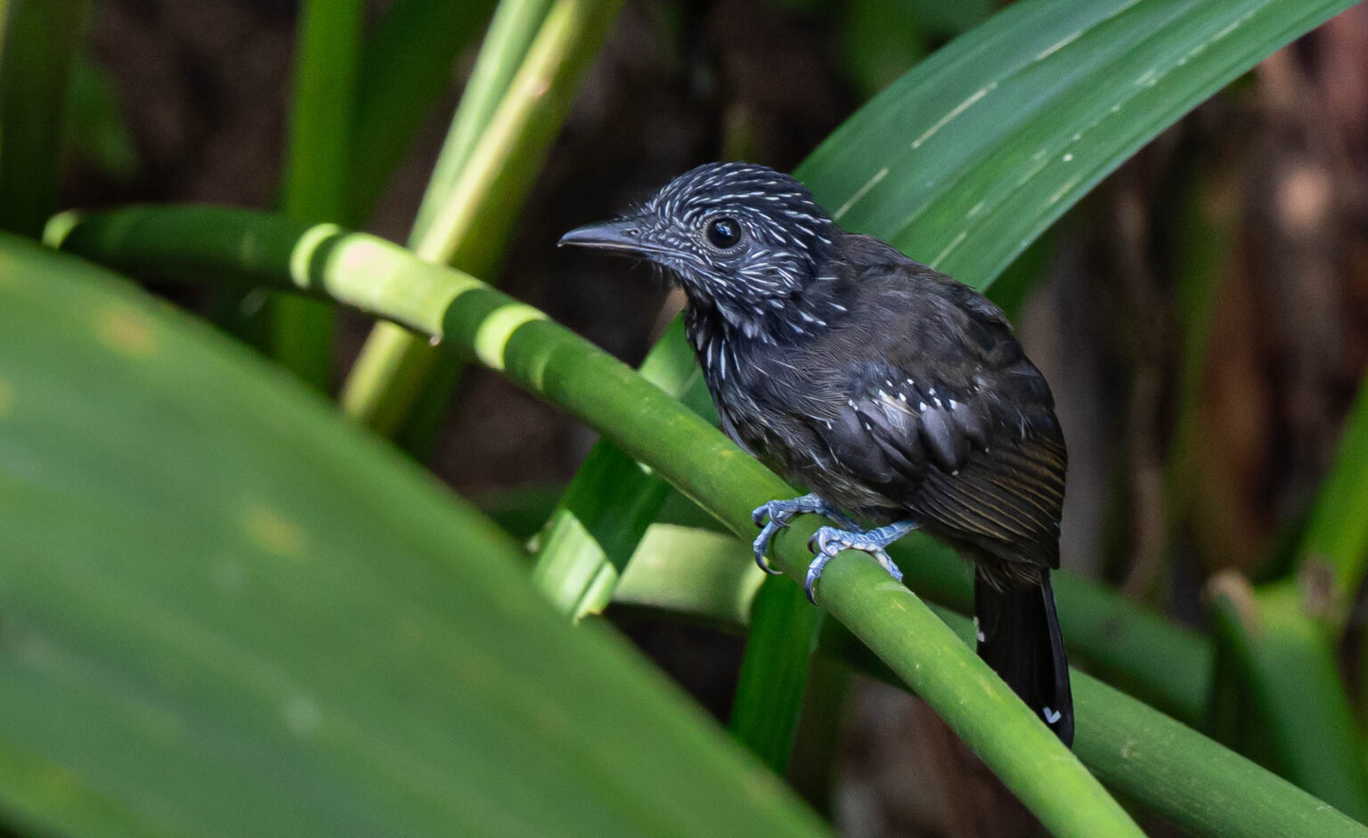 Black-hooded Antshrike