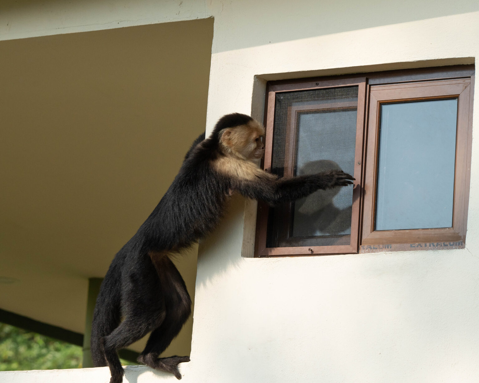White-faced Capuchin Monkey