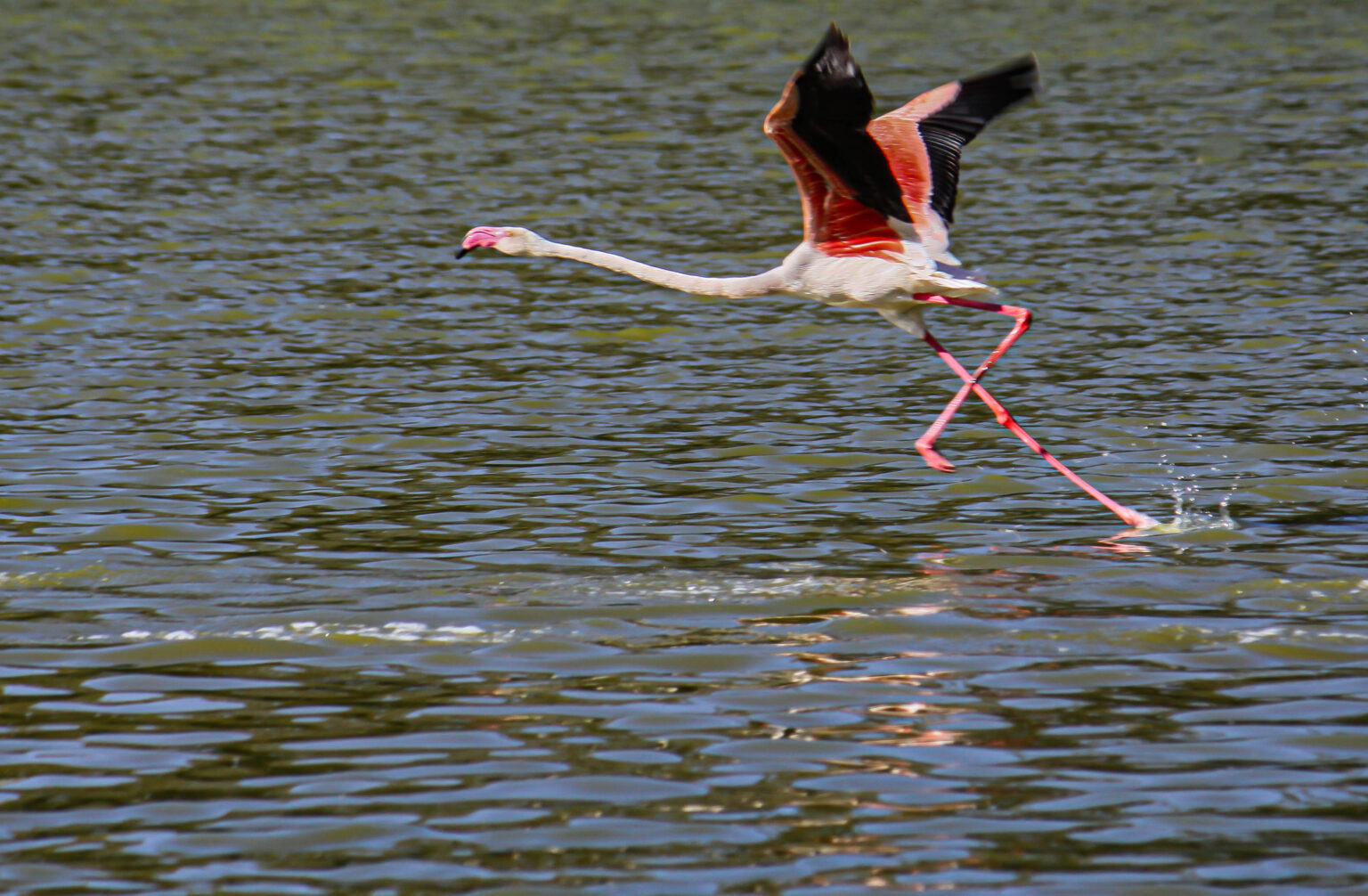Flamingo - Kenya