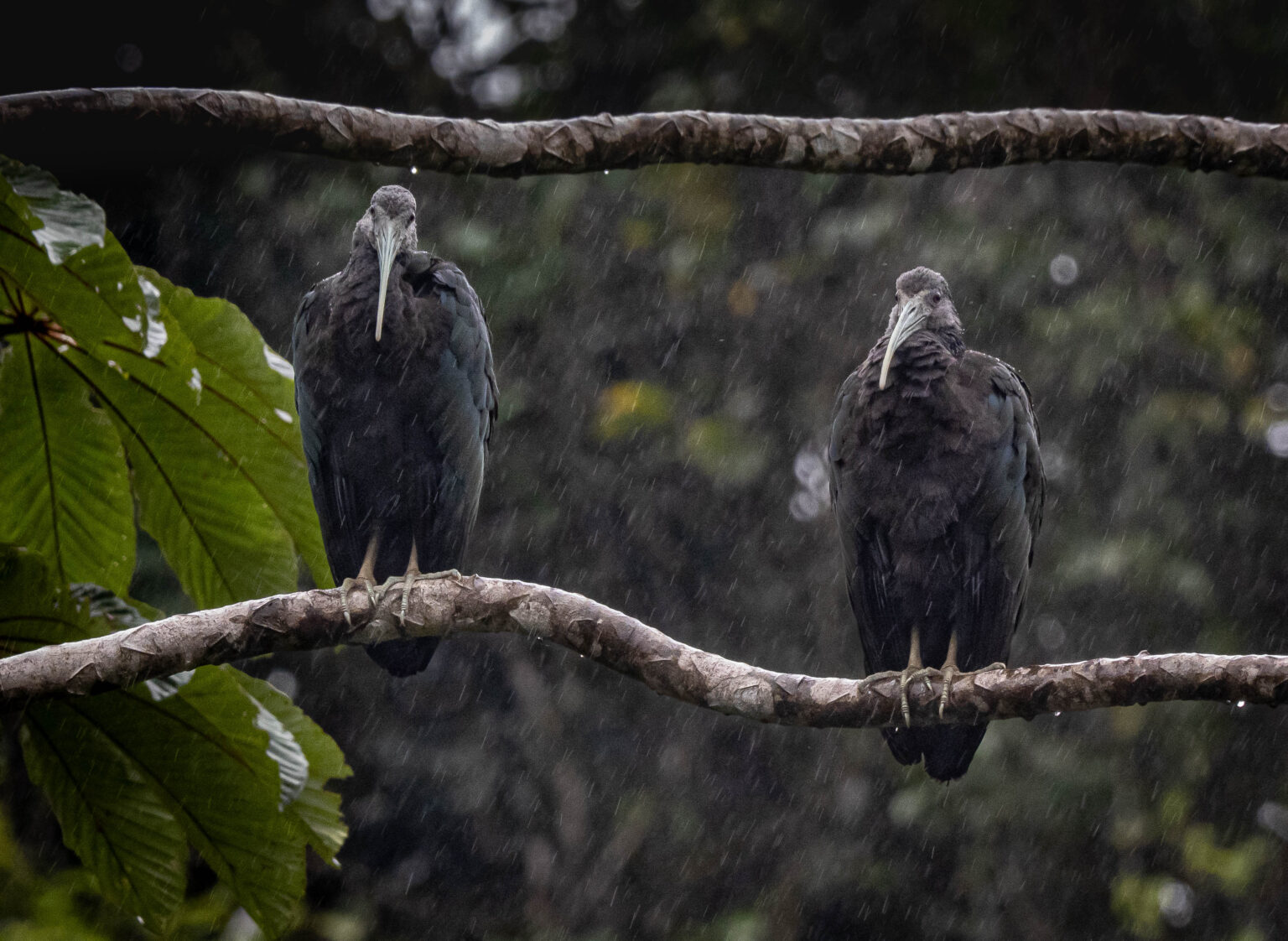 Glossy Ibis in the Rain