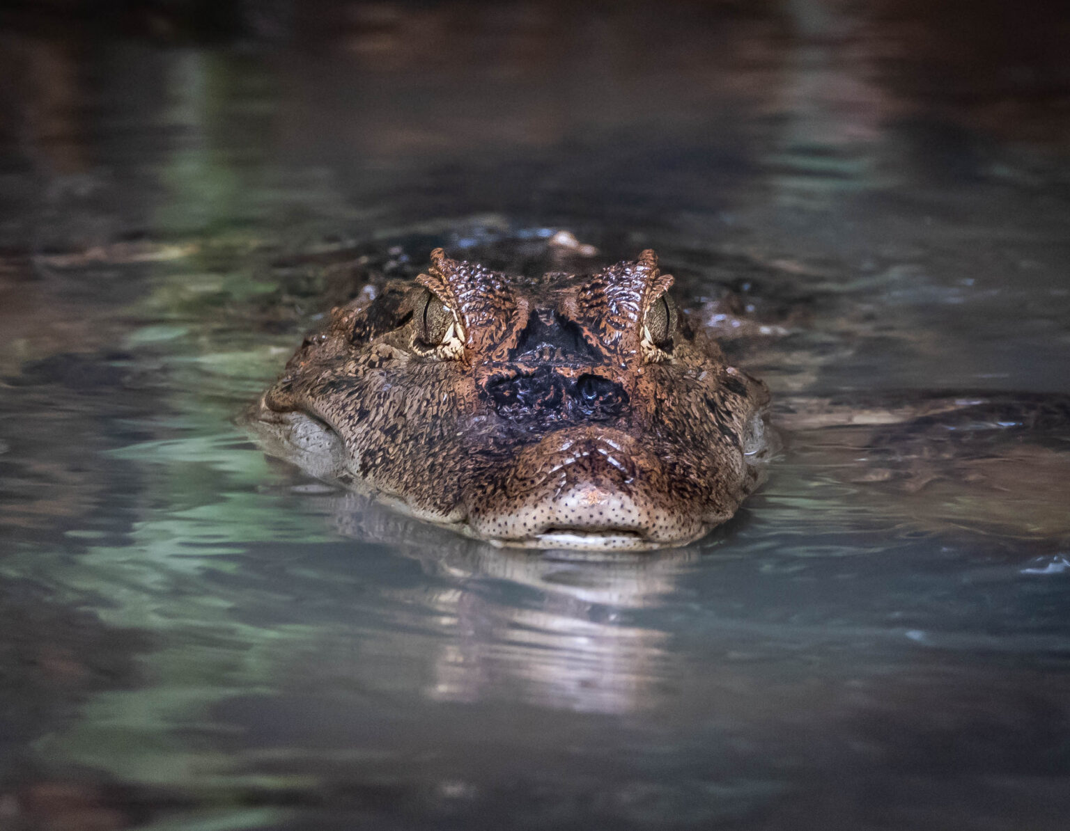 Caiman