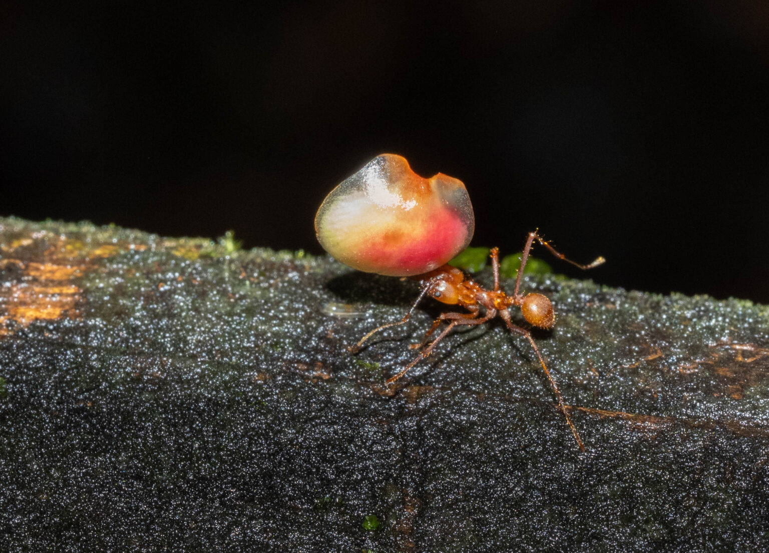 Leafcutter Ant