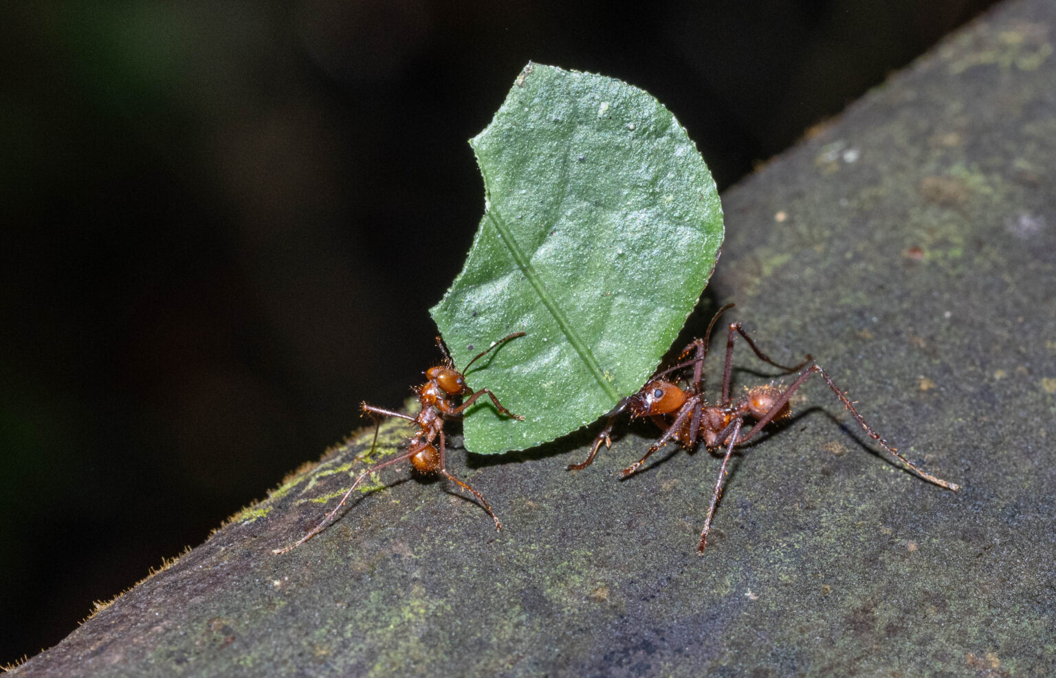 Leafcutter Ants