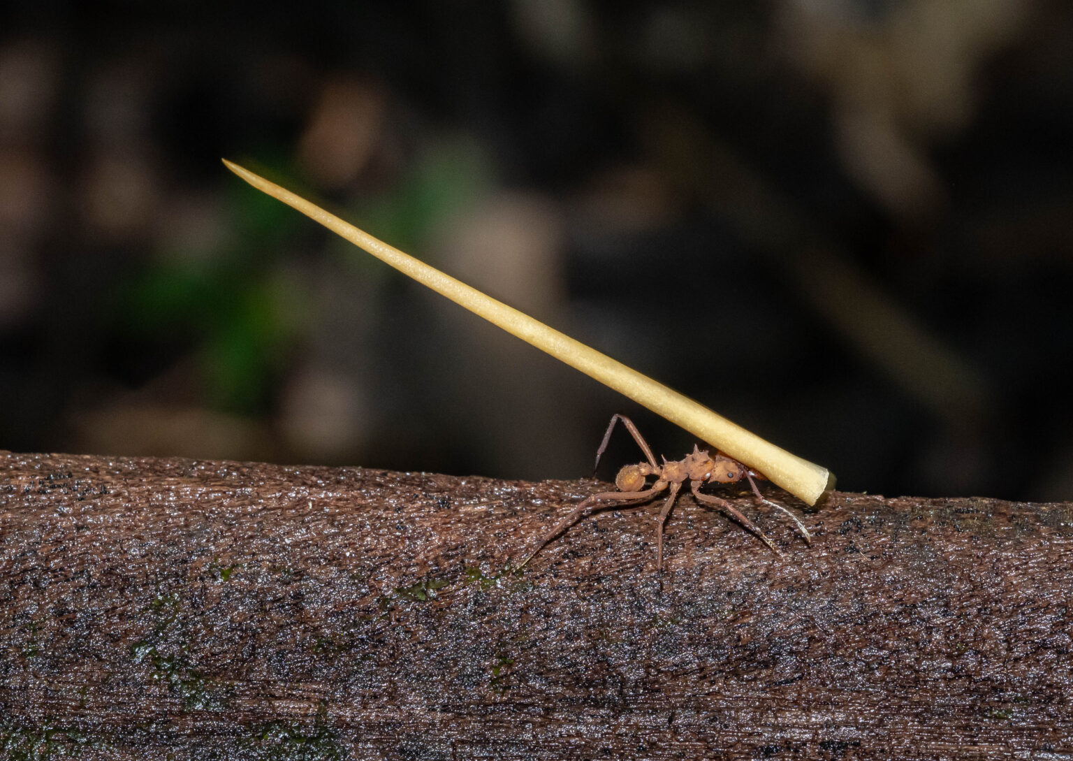 Leafcutter Ant