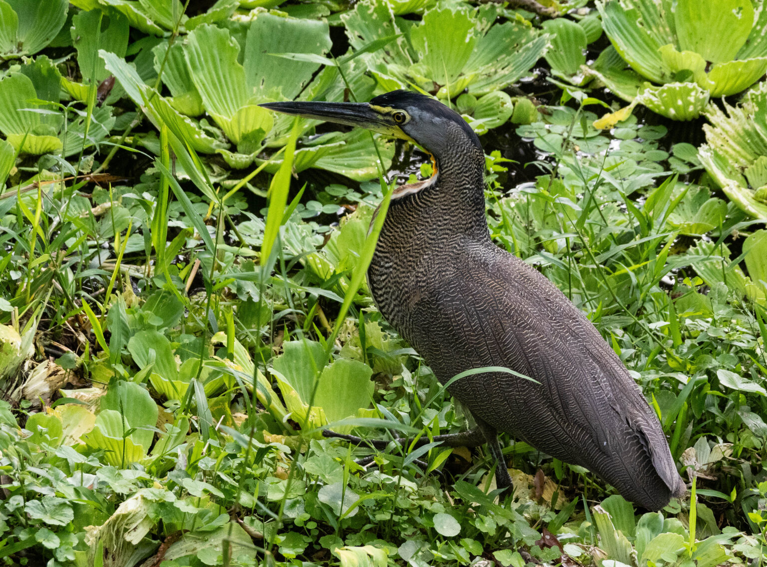  Bare-throated Tiger Heron