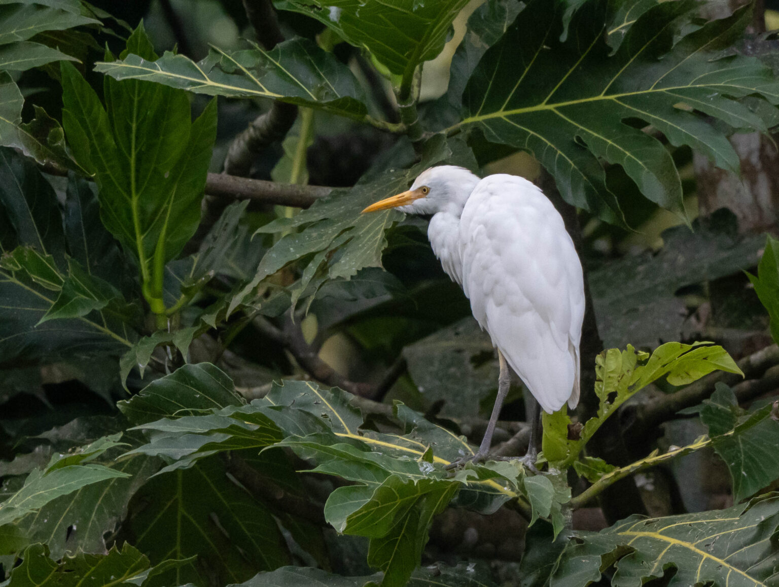 Egret