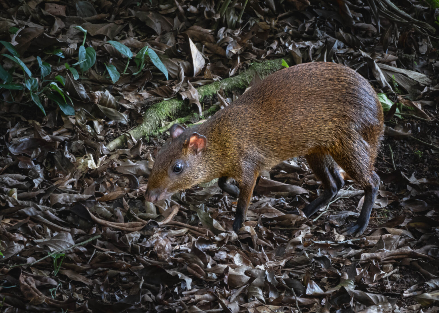 Agouti