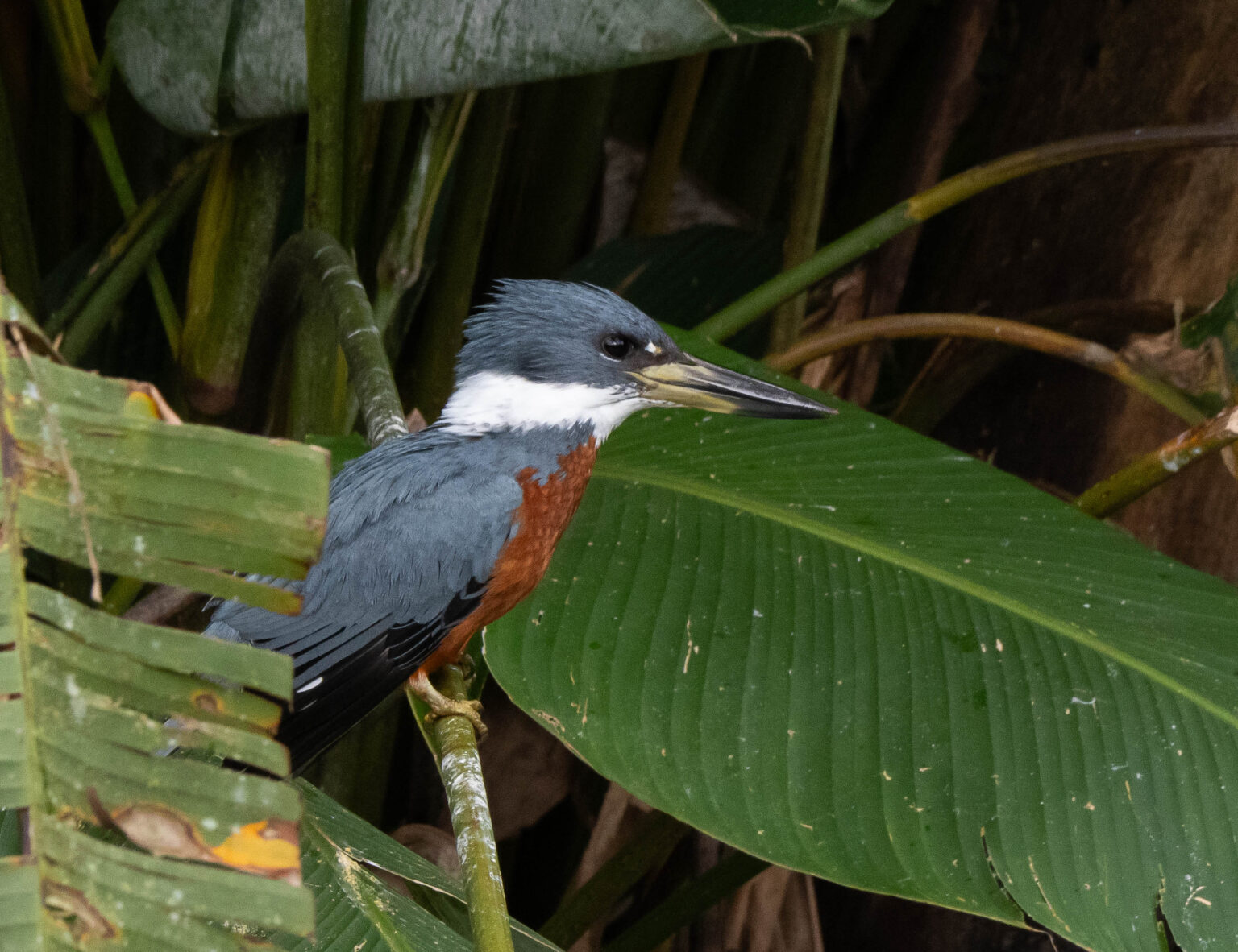 Ringed Kingfisher