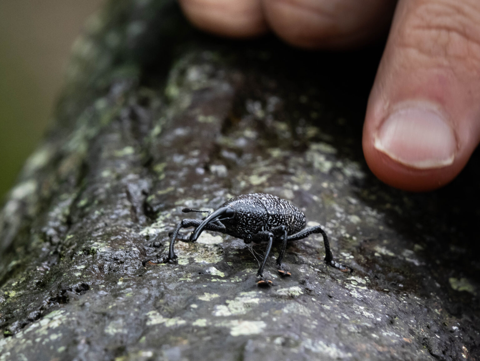 Weevil - Cholus Viduatus