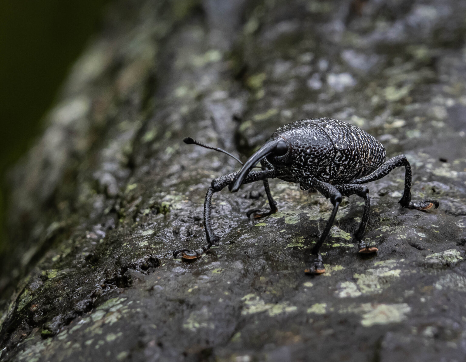 Weevil - Cholus Viduatus