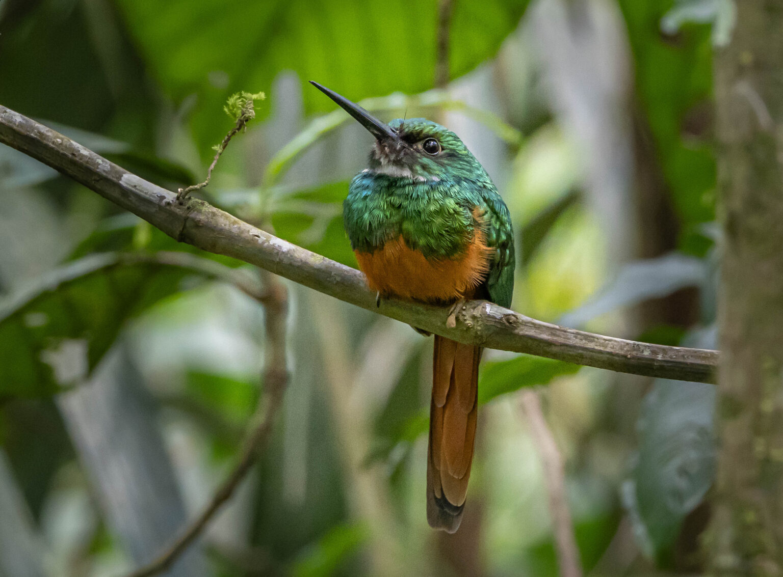  Rufous-tailed Jacamar