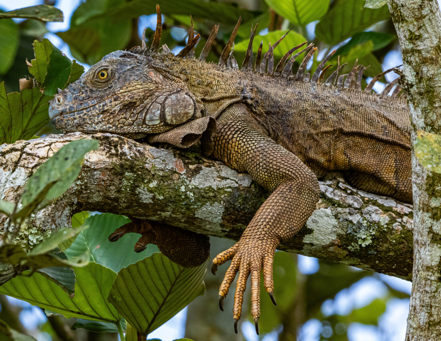 Iguana