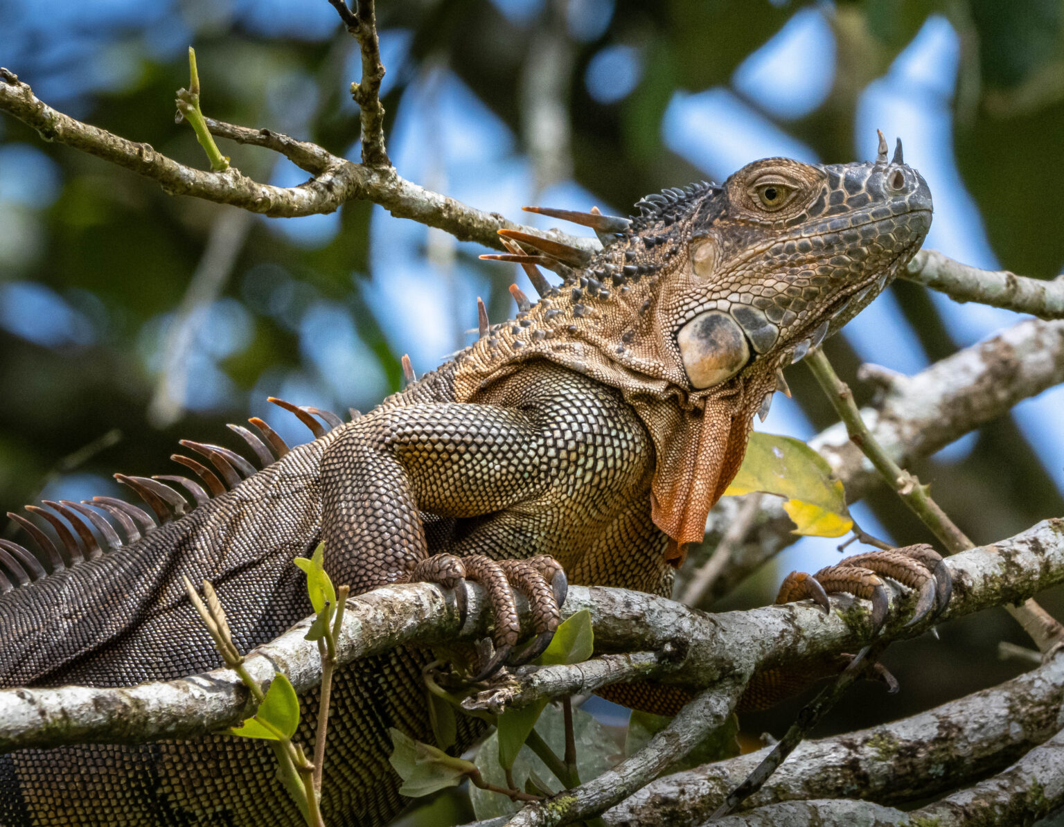 Iguana