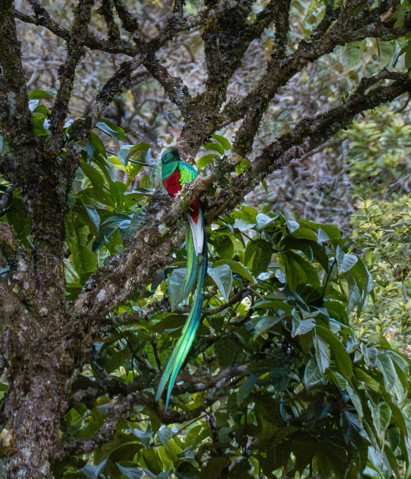 Resplendent Quetzel