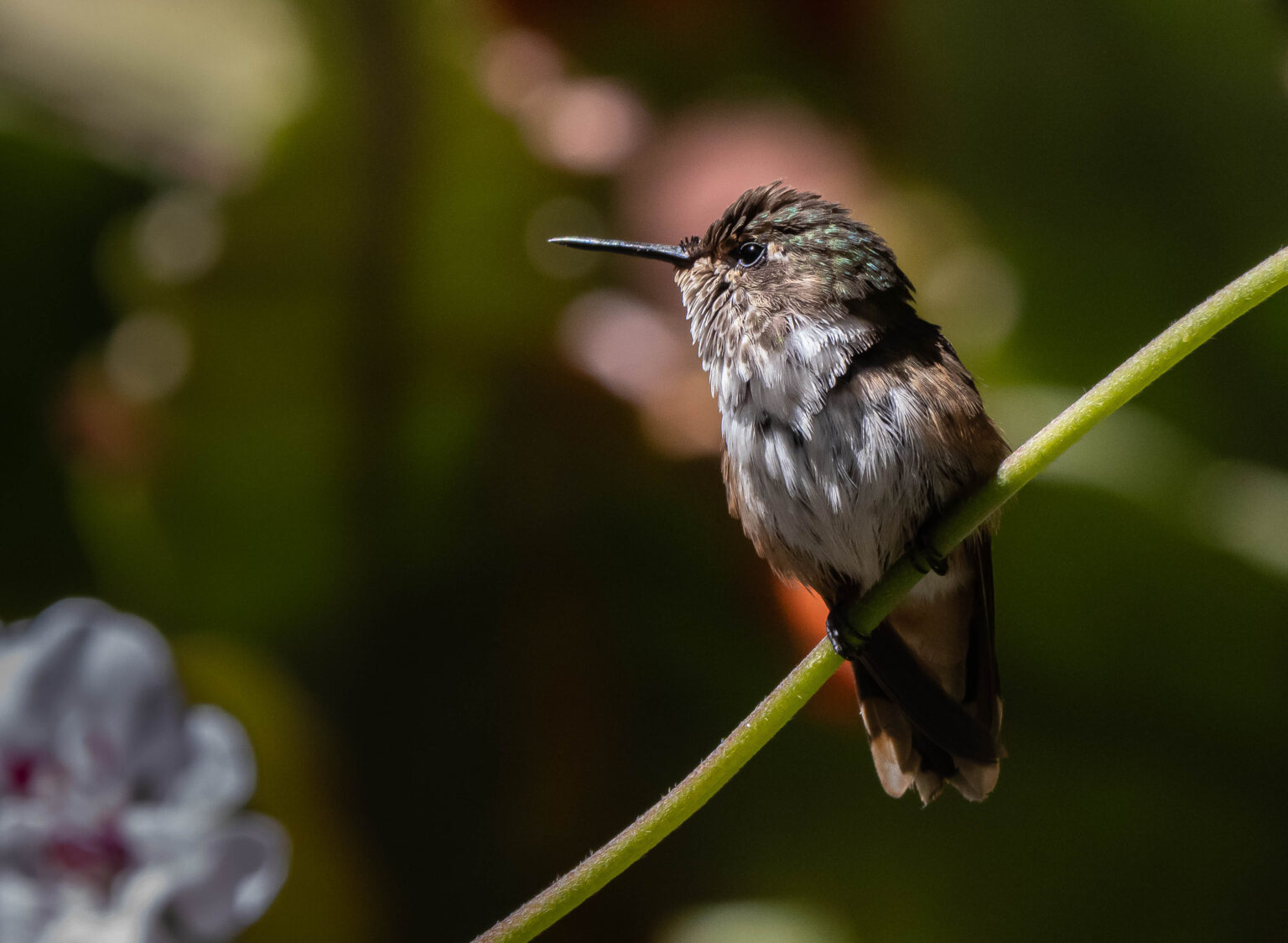 Volcano Hummingbird