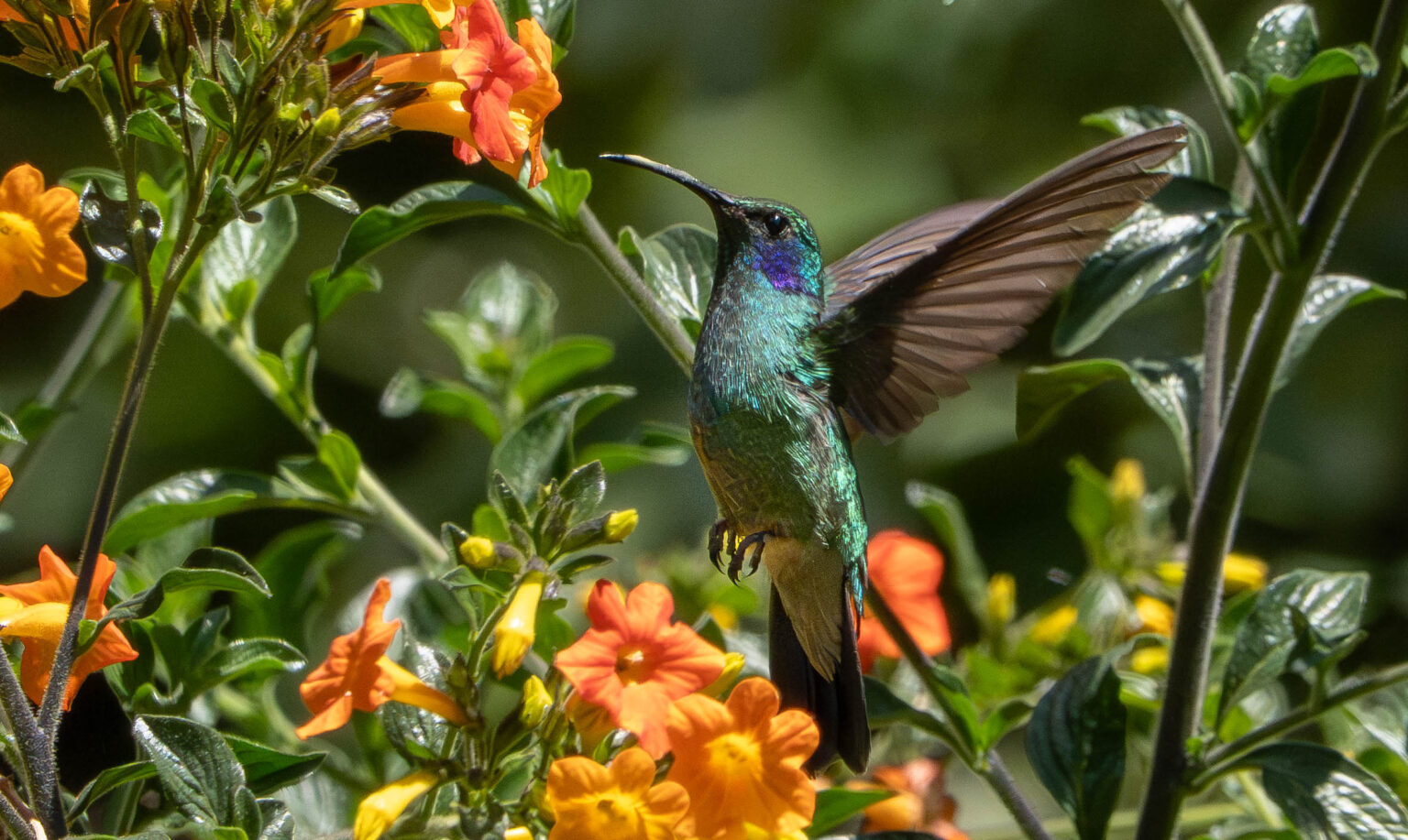  Lesser Violetear hummingbird