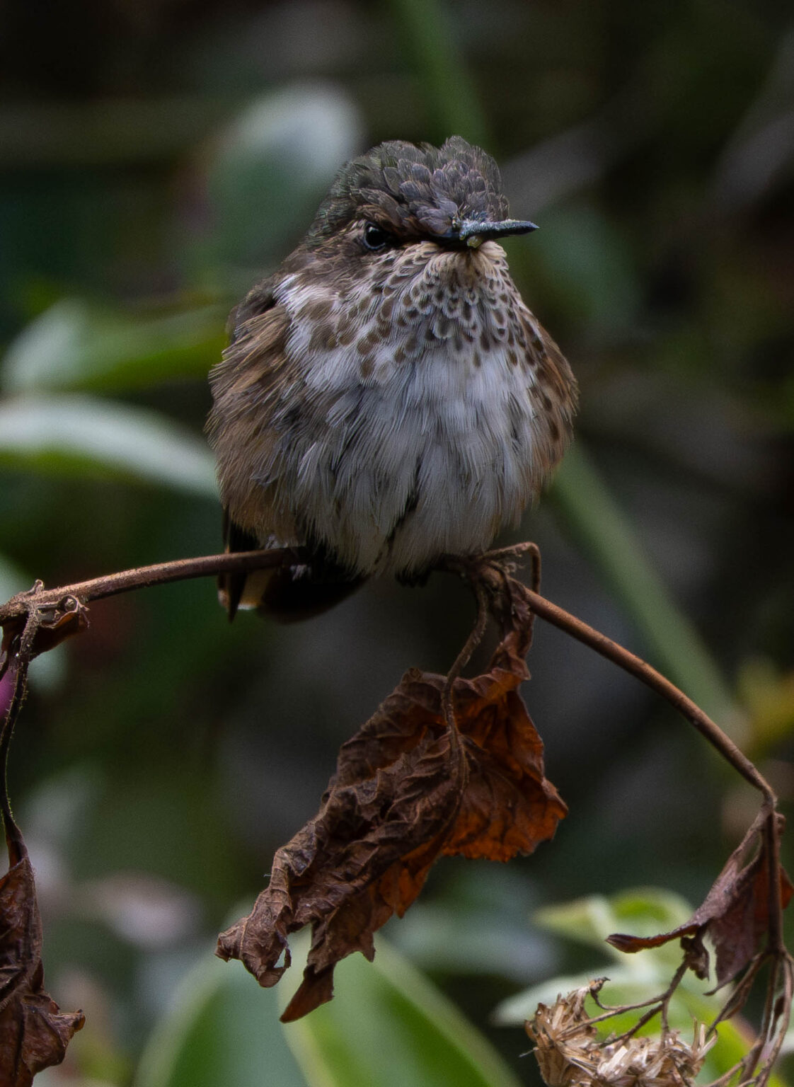 Volcano Hummingbird