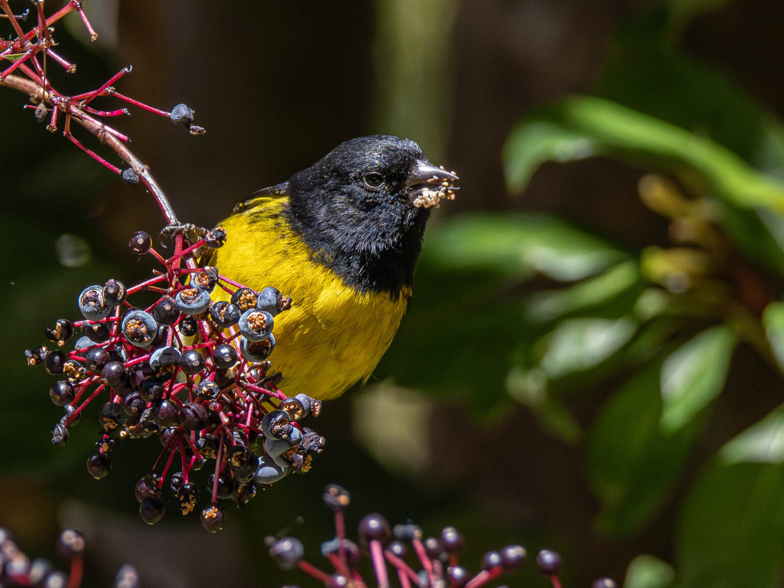 Yellow-Bellied Siskin