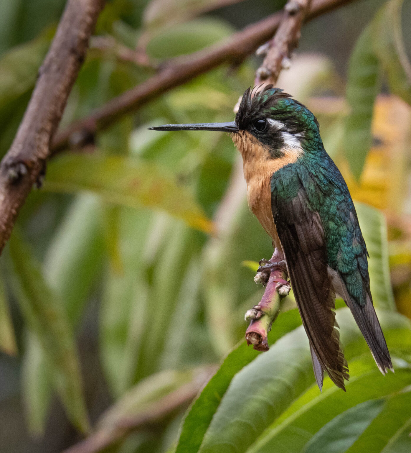 Purple-throated Mountain-gem