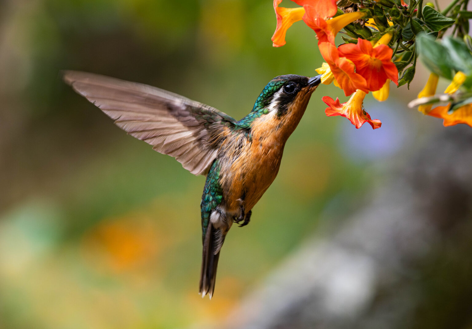 Purple-throated Mountain-gem