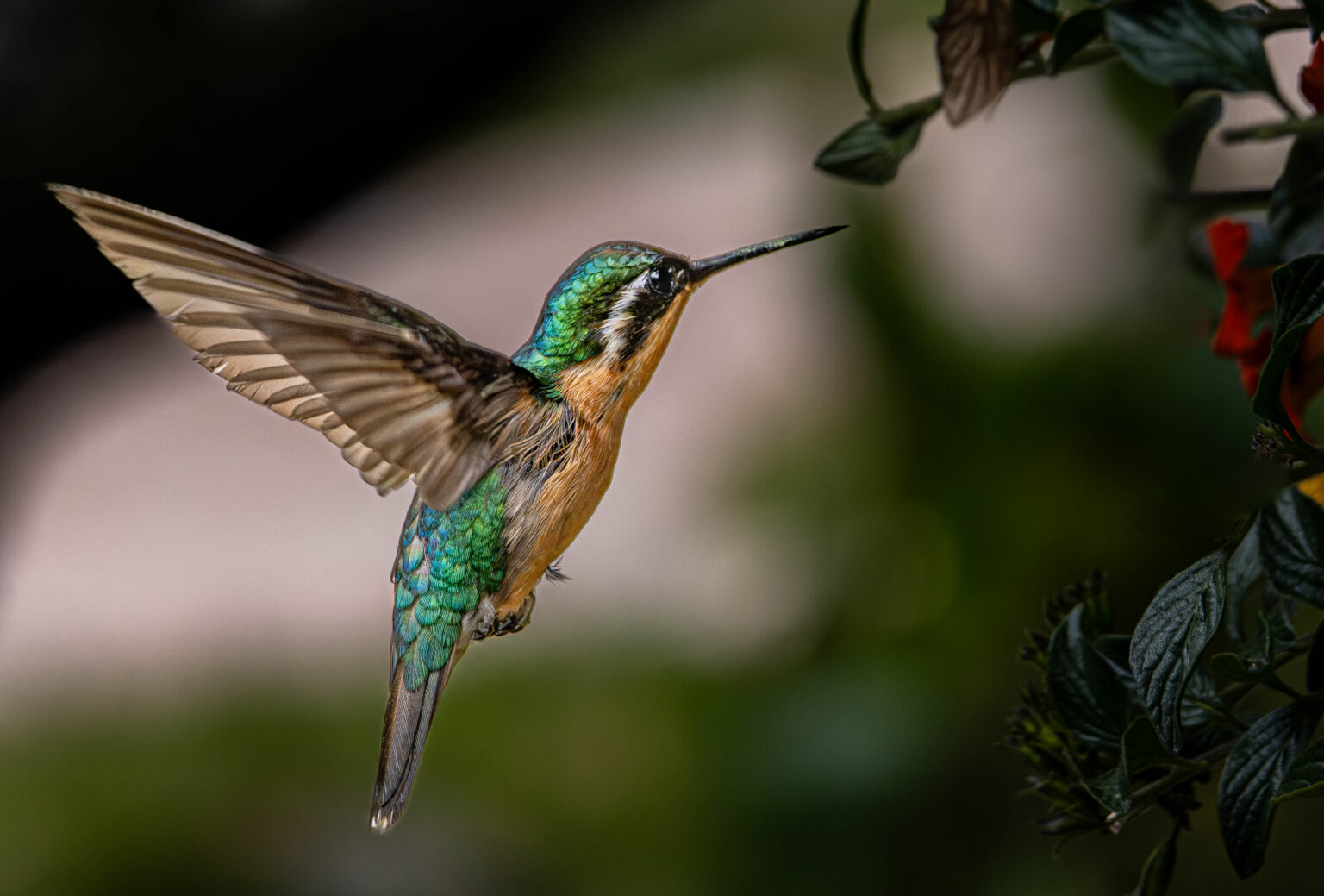 Purple-throated Mountain-gem