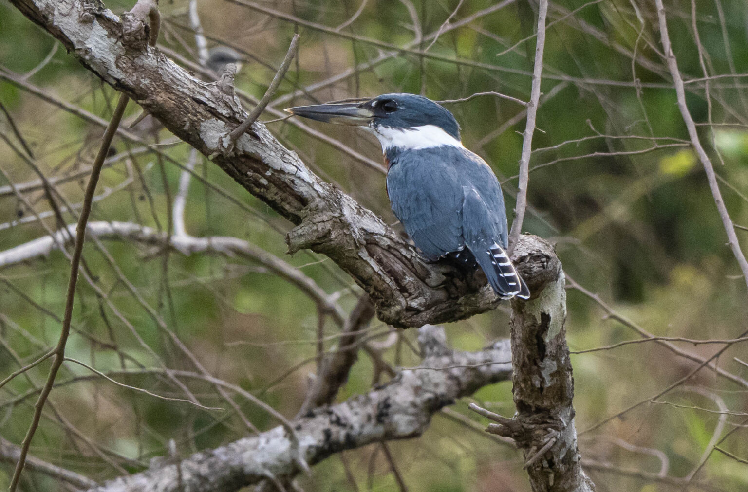 Ringed Kingfisher