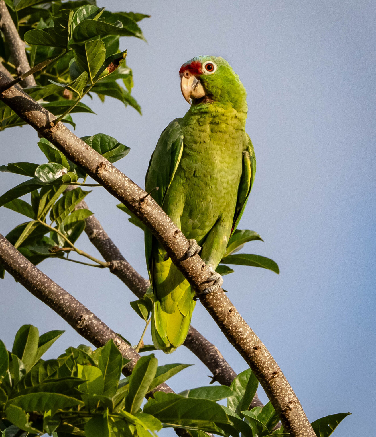 Red-Lored Amazon