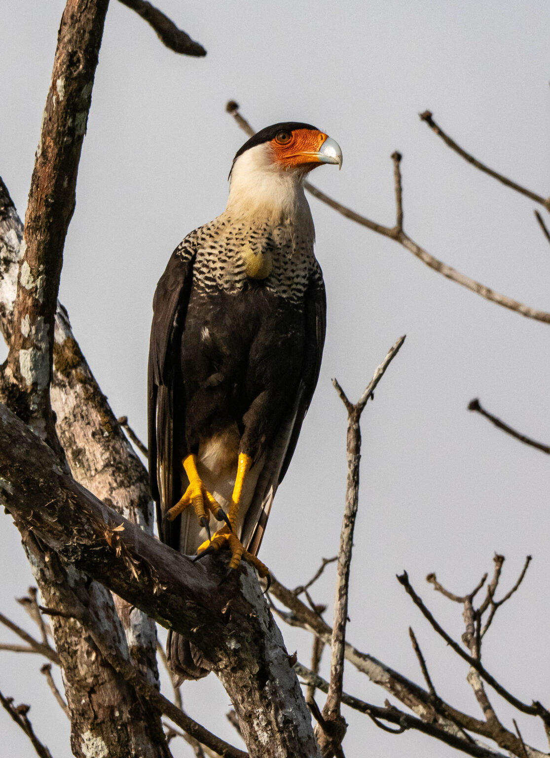 Crested Caracara