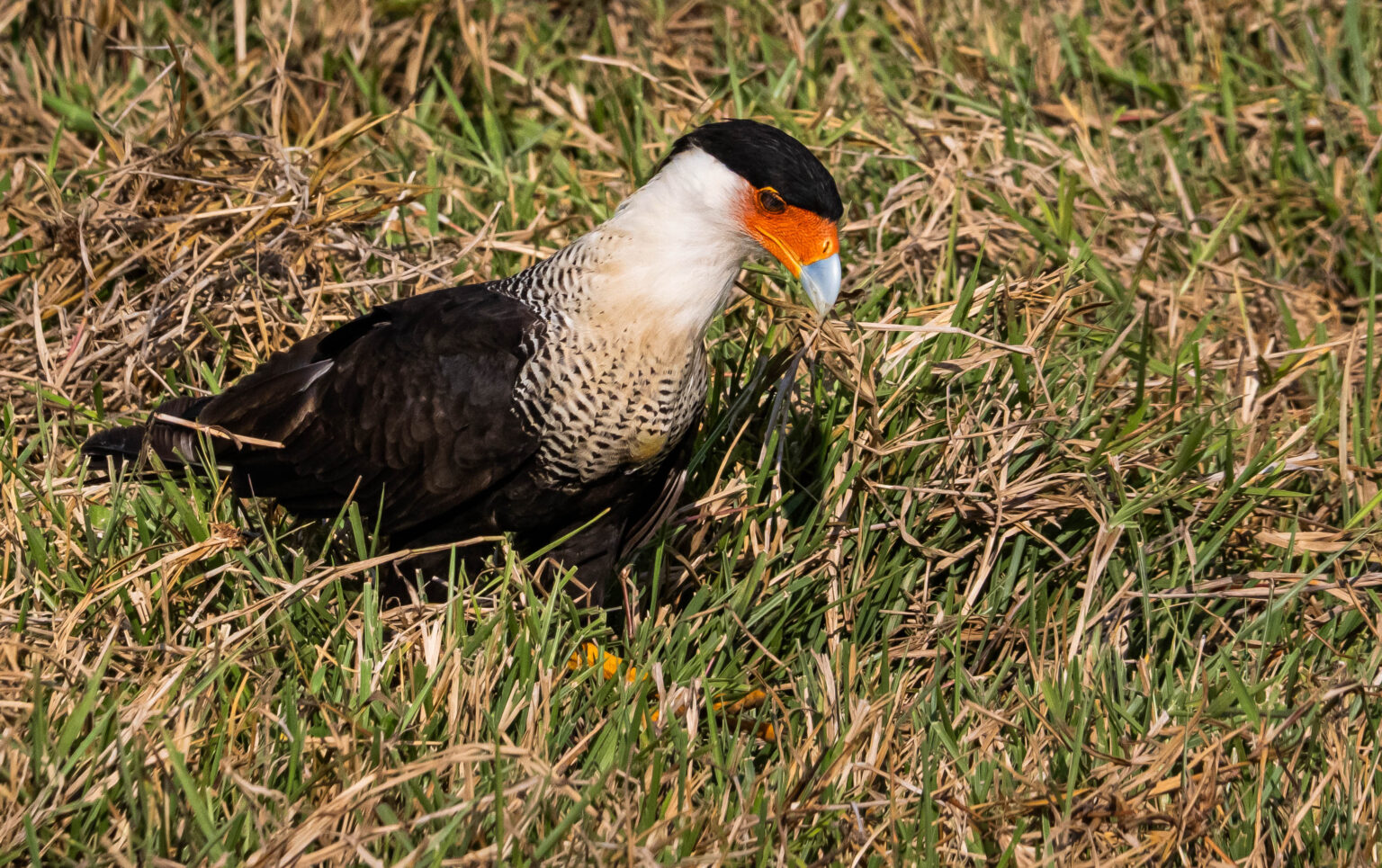Crested Caracara