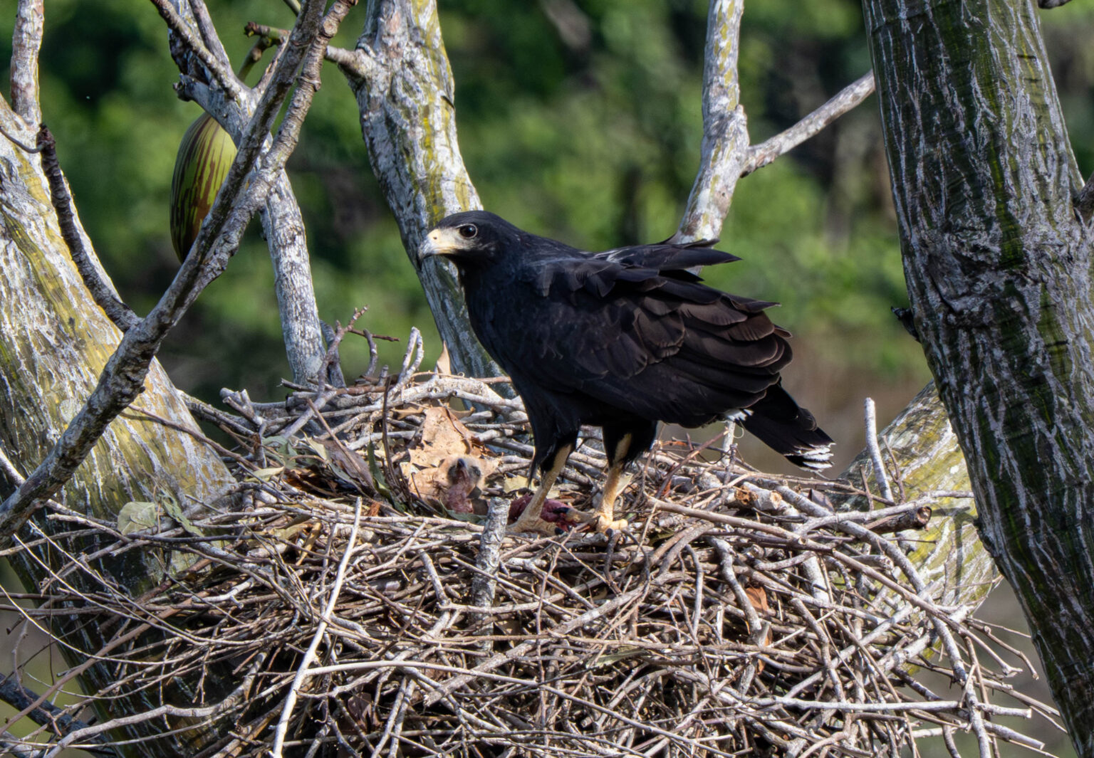Great Black Hawk with Chick