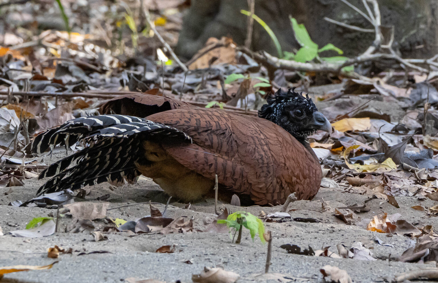  Great Curassow