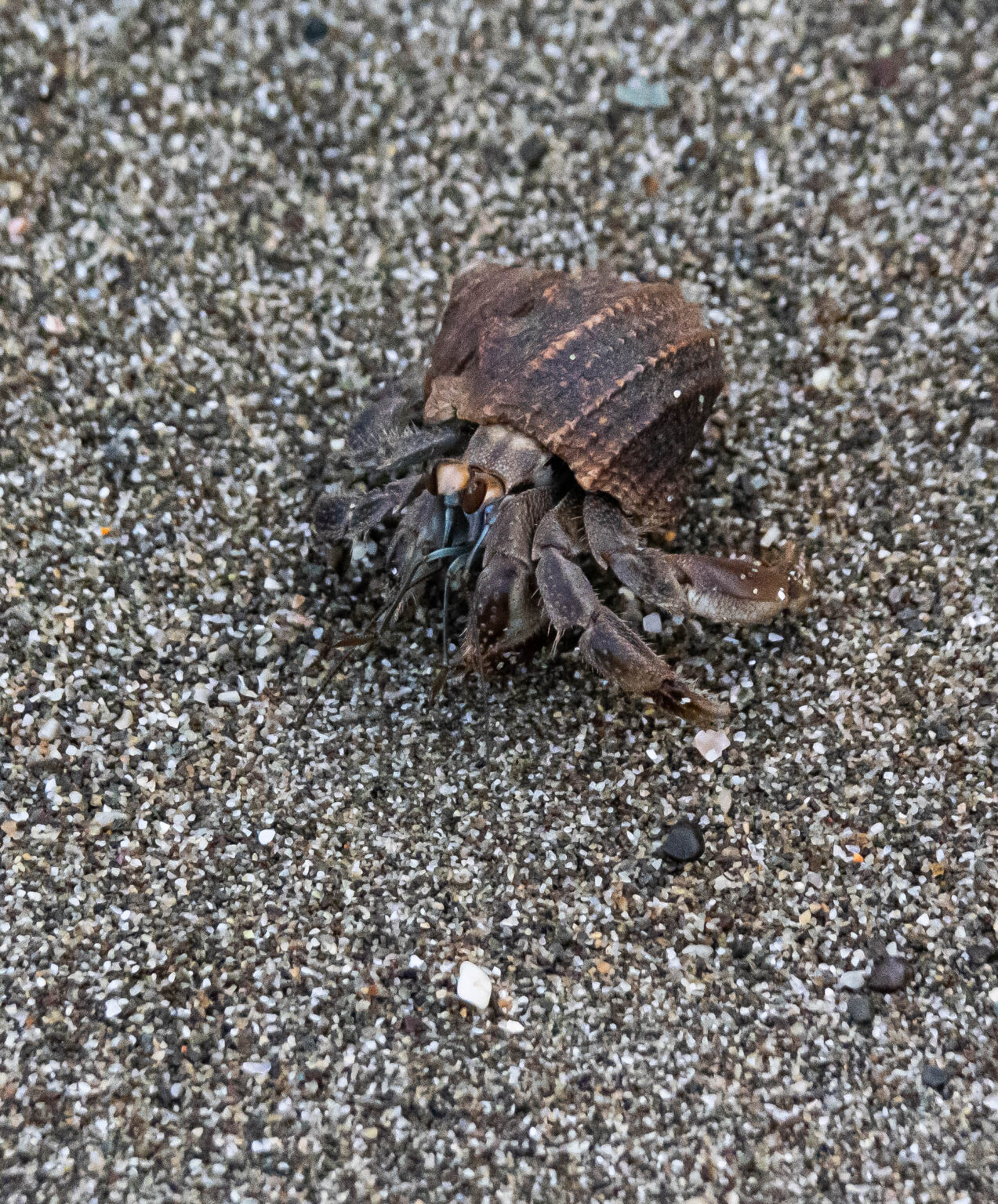 Hermit Crab