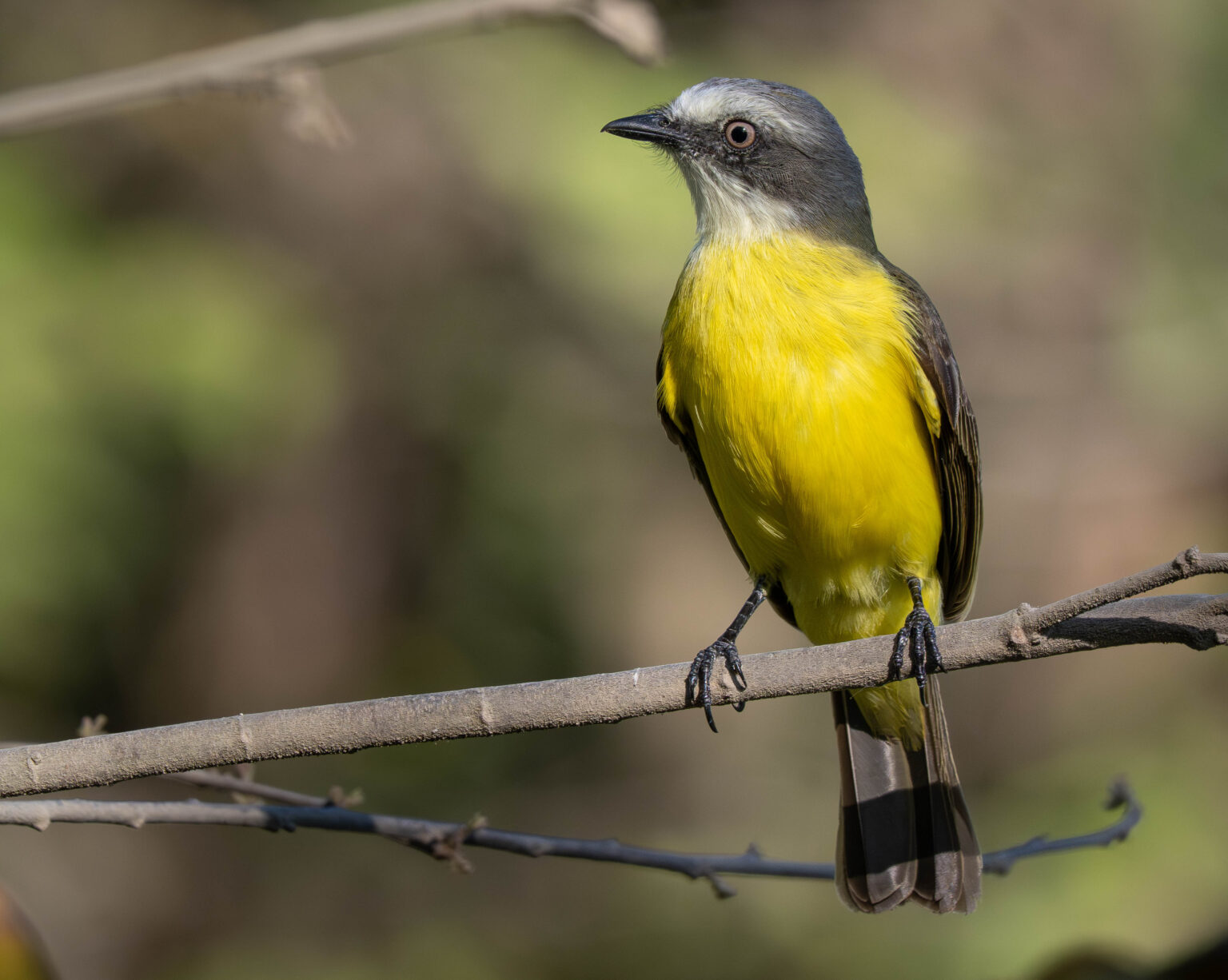 Grey-Capped Flycatcher