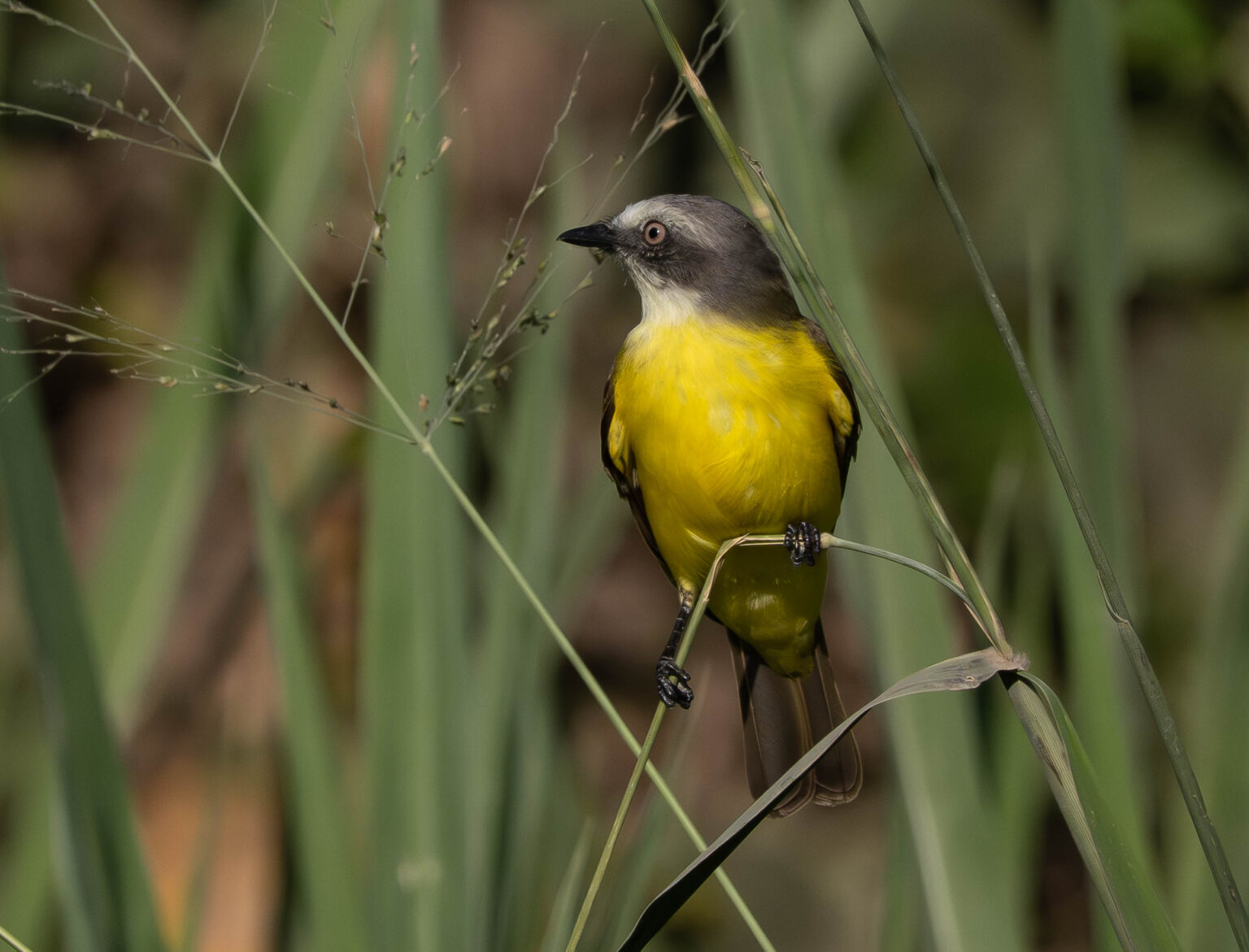 Grey-Capped Flycatcher