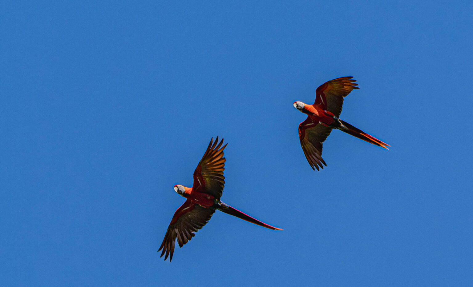 Macaws