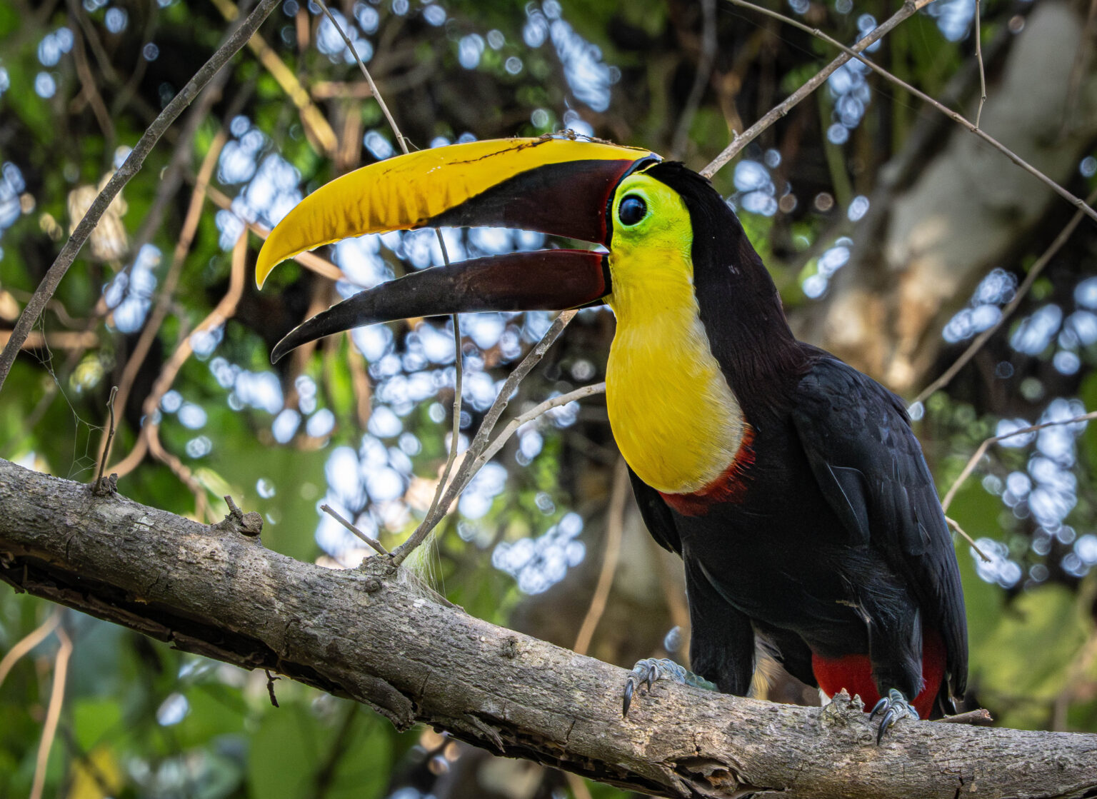 Yellow-throated Toucan