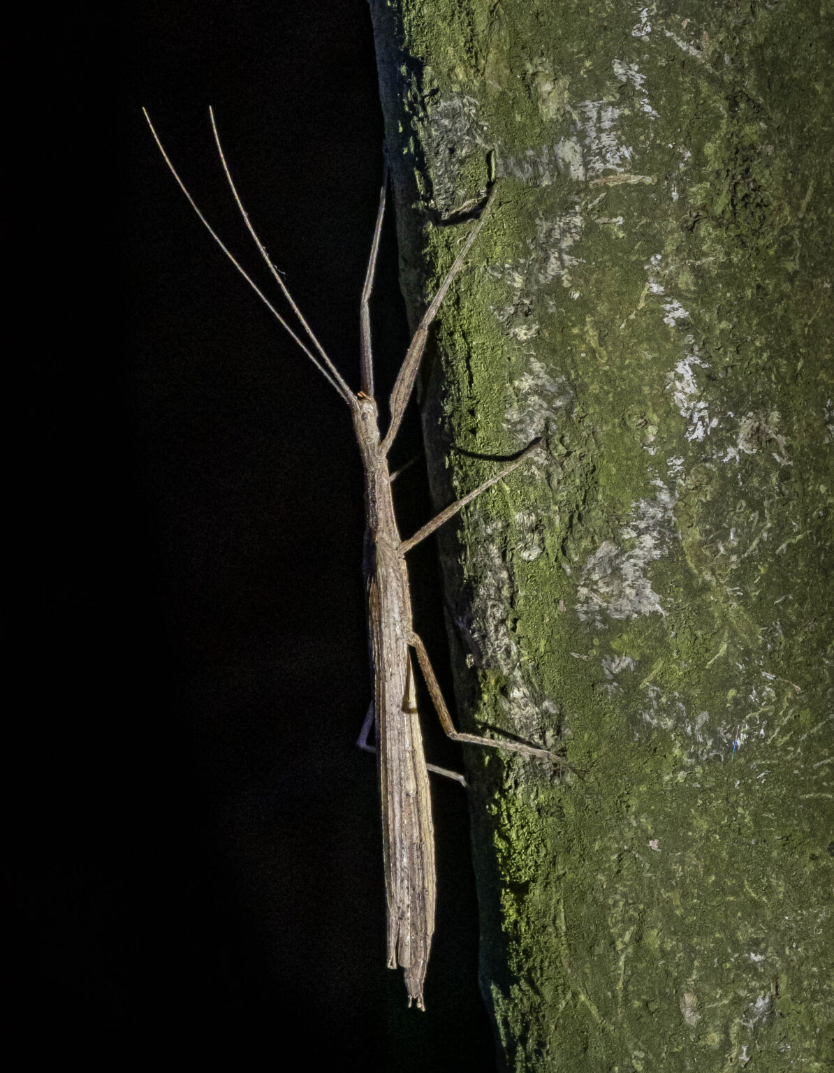 Stick Insect