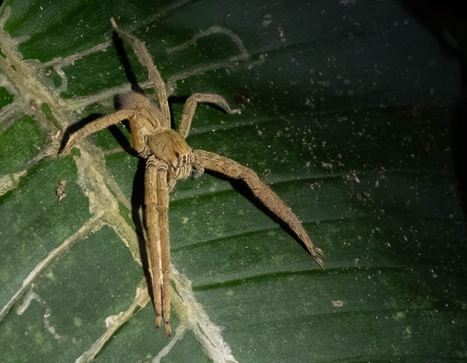 Wandering Spider