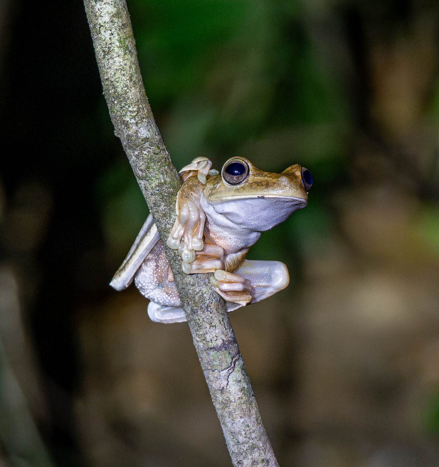 Frog