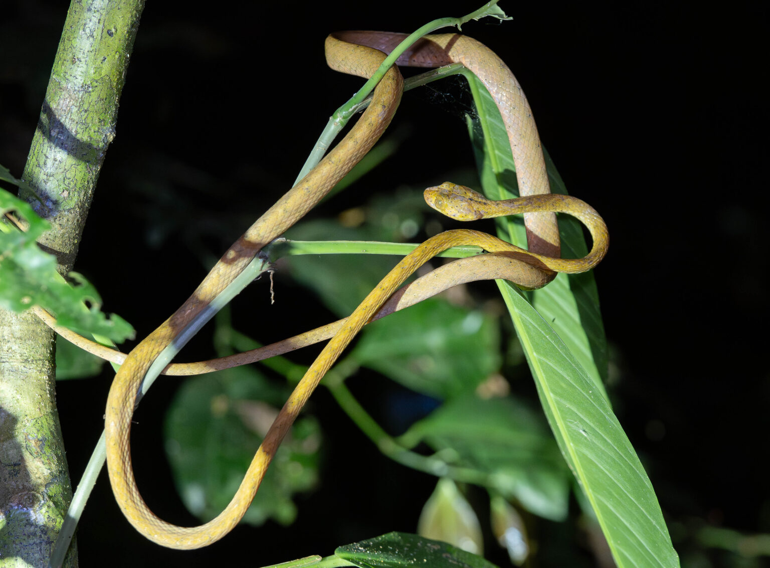 Yellow Blunt-headed Tree Snake