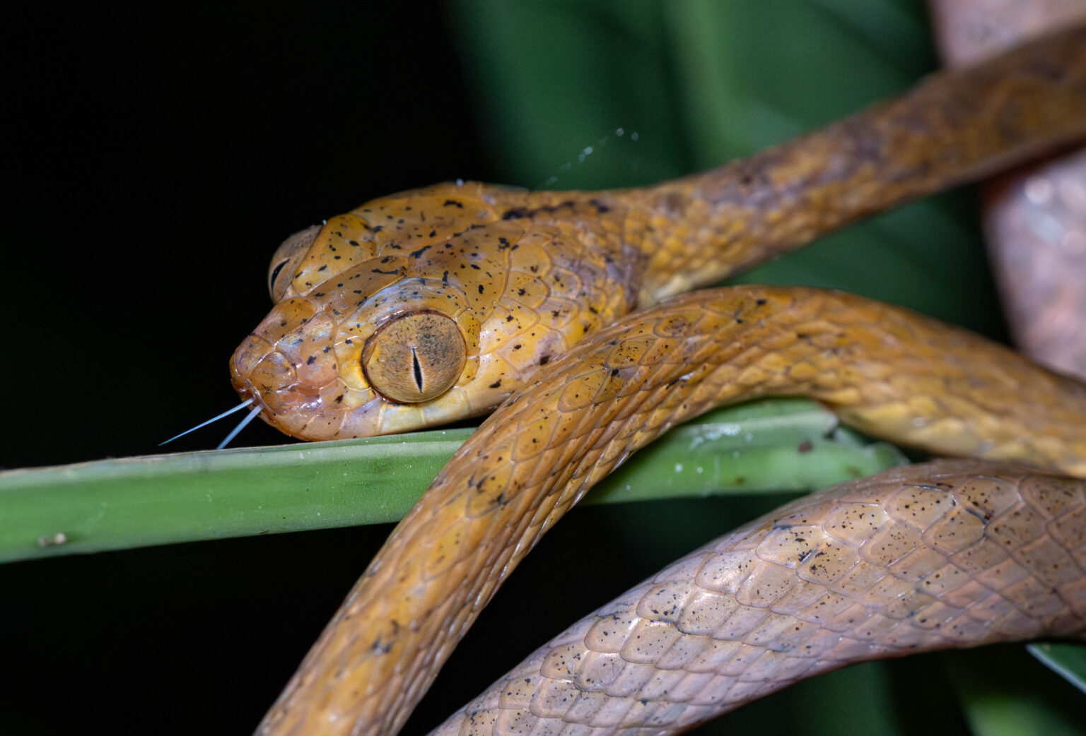 Yellow Blunt-headed Tree Snake